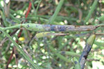 Photo of Alternaria black spot on pods in a cabbage seed crop.