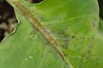 Photo of Alternaria black spot symptoms on a cabbage leaf
