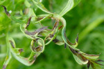 Photo of bacterial leaf blight of carrot