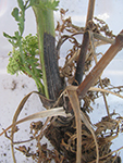 Black lesion extending up the stem from the soil line as a result of infection by Pectobacterium carotovorum.