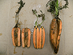 Symptoms of bacterial soft rot of carrot roots.
