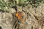 Photo of bacterial soft rot on carrot
