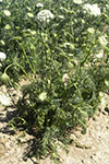 Photo of wilting of carrot foliage due to soft rot.