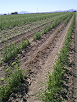 Death of plants in the female row of a hybrid Kuroda carrot seed crop as a result of bacterial soft rot.
