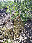 A plant wilting and dying in a carrot seed crop as a result of soft rot of the root. Note the black lesion extending up the stem from the soil line.