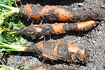 Photo of Black rot on carrot