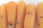 Photo of symptoms of cavity spot on carrot