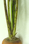 Photo of symptoms of cercospora leaf spot on carrot stalk
