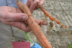 Photo showing resistant vs. susceptible cultivar