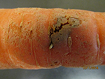 Feeding damage from the carrot rust fly with a larva emerging from the feeding site.