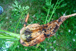 Photo of severe splitting of a carrot root