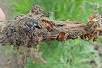 Photo of white mold on carrot root