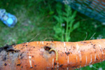 Photo of carrot showing wireworm and symptoms of wireworm damage