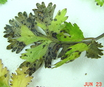 Symptoms of bacterial leaf spot on cilantro/coriander.