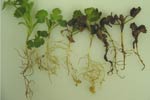 Photo of coriander seedlings showing various degrees of dieback and root galling
