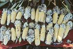 Photo of common smut of corn