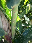 Possible symptoms of ozone or air pollution injury to a sweet corn crop.