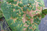 Photo of severe lesions on the upper surface of a cucumber leaf infected with downy mildew