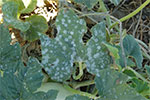 Photo of powdery mildew on squash leaves