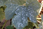 Photo of powdery mildew on squash leaf