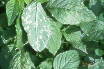 Photo of White rust on Brassicaceae (cruciferous) weed