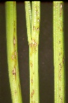 Photo of symptoms of leaf spot