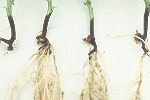 Photo of Fusarium root rot on green bean