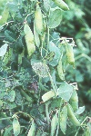 Photo of Downy mildew on pea