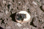 Photo of Bacterial soft rot on potato