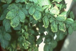 Photo of Ring rot (foliar symptoms) on potato