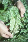 Photo of Anthracnose on lettuce