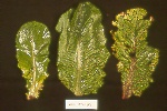 Photo of Anthracnose on lettuce