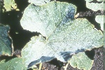 Photo of Powdery mildew on squash