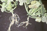 Photo of Verticillium wilt on pumpkin 'We-Be-Little'