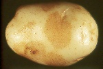 Photo of Skin stain symptoms on potato