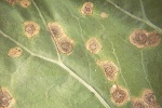 Photo of ring spot on cauliflower