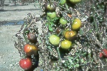 Photo of Late blight on tomato