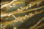 Photo of Pea cyst nematode on pea-white cyst stage