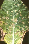 Photo of Leaf spot on Swiss chard