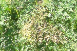 Photo of Aster Yellows on carrot