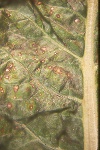 Photo of leaf spot on Swiss chard