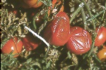 Photo of Pythium rot on tomato