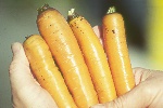 Photo of Rhizoctonia on carrot