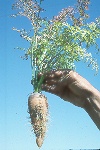 Photo of Aster yellow on carrot
