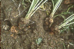 Photo of Bacterial soft rot of a carrot root