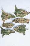 Photo of Leaf spon complex on spinach