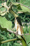 Photo of spittlebug on eggplant