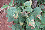 Photo of verticillium wilt damage on eggplant