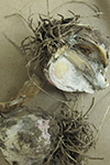 Photo of white rot on garlic bulb