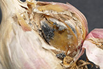 Photo of white rot on garlic bulb